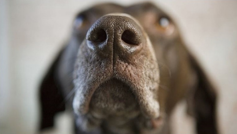 L’olfatto dei cani riconosce il Covid-19